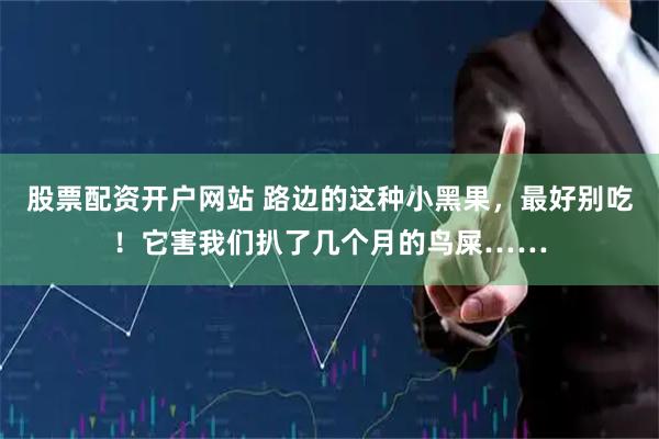 股票配资开户网站 路边的这种小黑果，最好别吃！它害我们扒了几个月的鸟屎……
